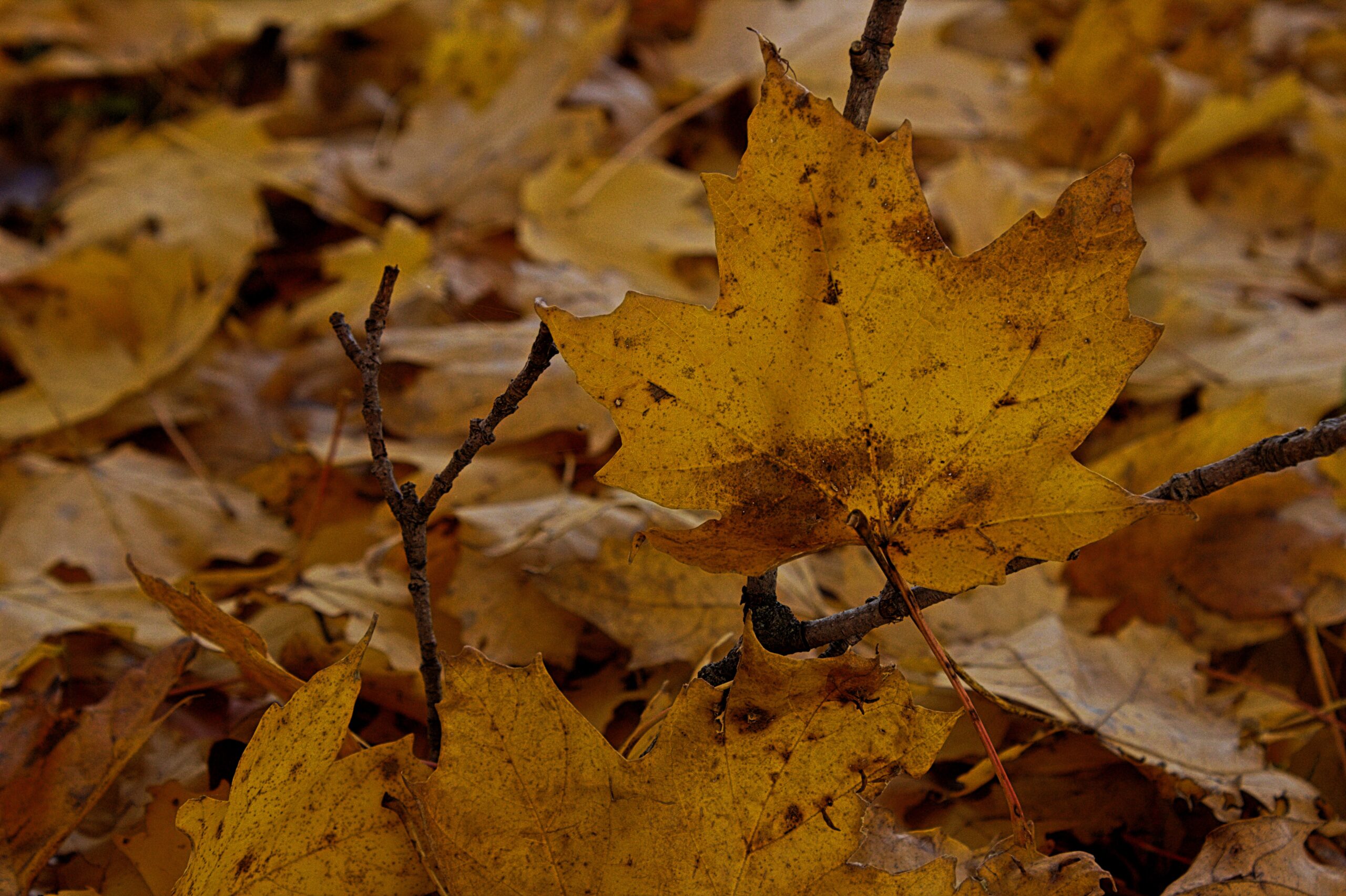 falling colors