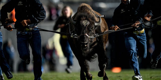 Colorado Buffaloes live mascot Ralphie runs accross the field with handlers during halftime of the Oregon Ducks game at Folsom Field on Nov. 5, 2022, in Boulder.