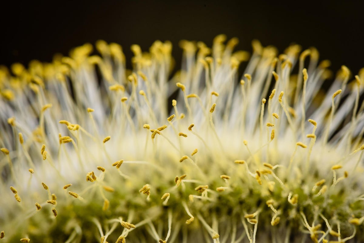 Close-up of white flowering plant on field